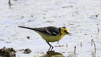 Sarıbaşlı kuyruksallayan