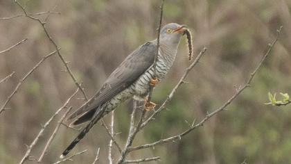 Common Cuckoo