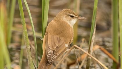 Great Reed Warbler