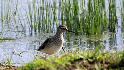 Orman düdükçünü