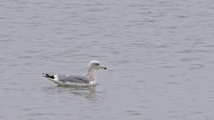 European Herring Gull