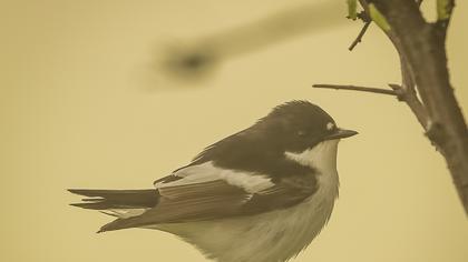 European Pied Flycatcher