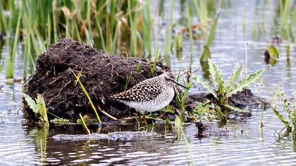 Orman düdükçünü