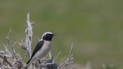 Karakulaklı kuyrukkakan
