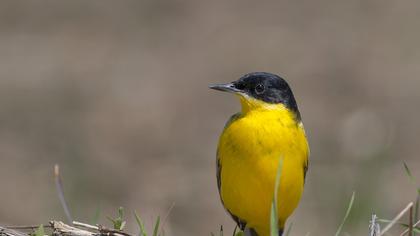 Sarı kuyruksallayan