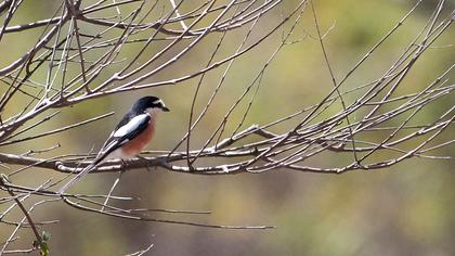 Maskeli örümcekkuşu