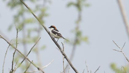 Kızılbaşlı örümcekkuşu