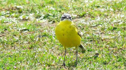 Sarı kuyruksallayan