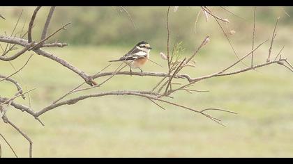 Maskeli örümcekkuşu