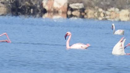 Küçük flamingo