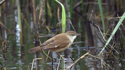 Büyük kamışçın