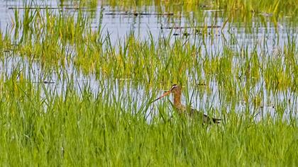 Kıyı çamurçulluğu