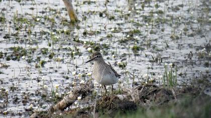 Orman düdükçünü