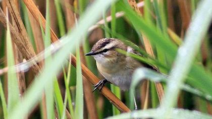 Kındıra kamışçını