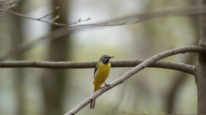 Dağ kuyruksallayanı
