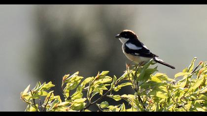 Kızılbaşlı örümcekkuşu
