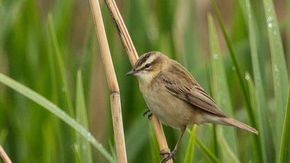 Kındıra kamışçını
