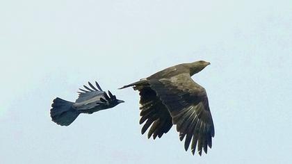 Küçük orman kartalı