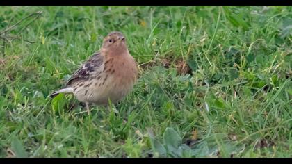 Kızılgerdanlı incirkuşu
