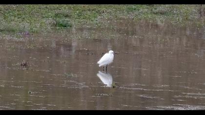 Küçük ak balıkçıl