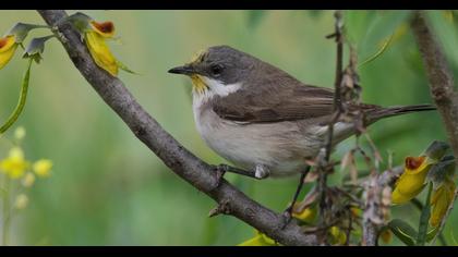 Küçük akgerdanlı ötleğen