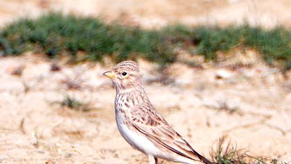 Türkistan çorak toygarı