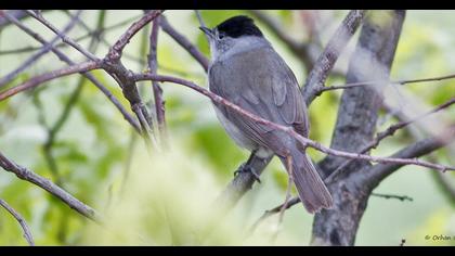 Karabaşlı ötleğen