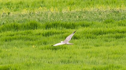 Pallid Harrier