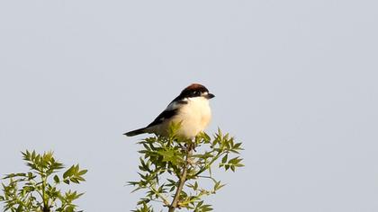 Woodchat Shrike