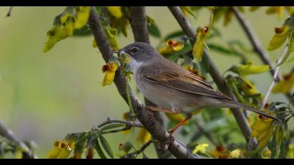 Akgerdanlı ötleğen