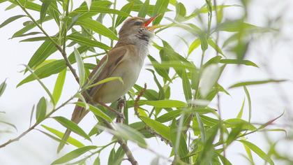 Büyük kamışçın