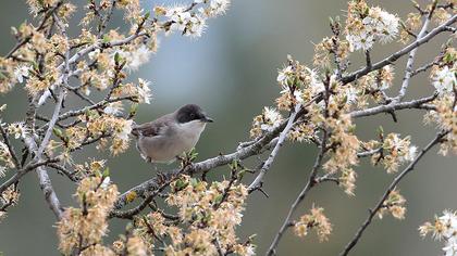 Eastern Orphean Warbler