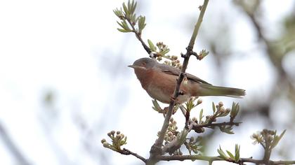 Bıyıklı ötleğen