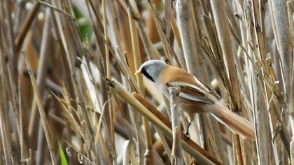 Bıyıklı baştankara