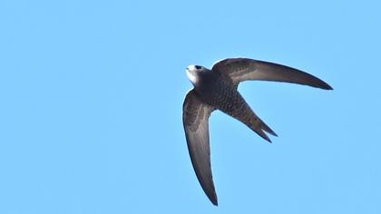 Pallid Swift