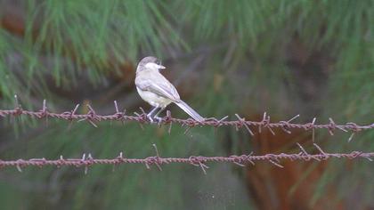Akyanaklı baştankara