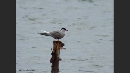 Common Tern