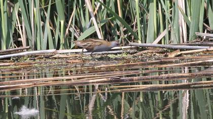 Little Crake
