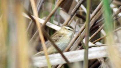Kındıra kamışçını