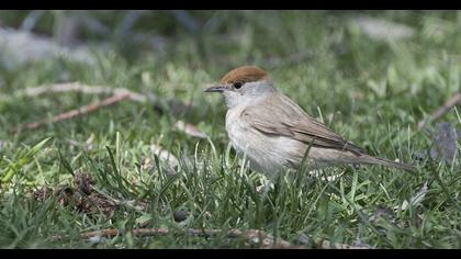Karabaşlı ötleğen