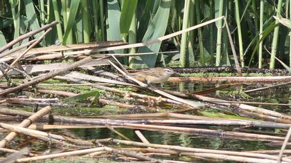 Kındıra kamışçını