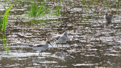 Bataklık düdükçünü