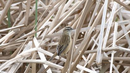 Kındıra kamışçını