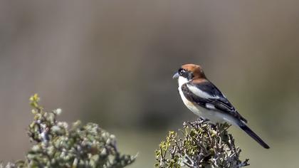 Kızılbaşlı örümcekkuşu