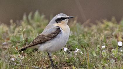 Northern Wheatear