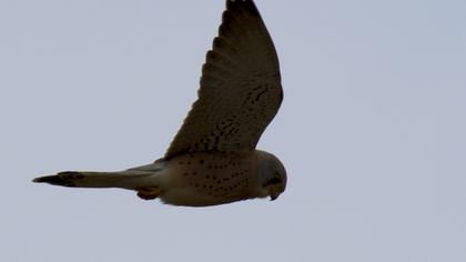 Lesser Kestrel