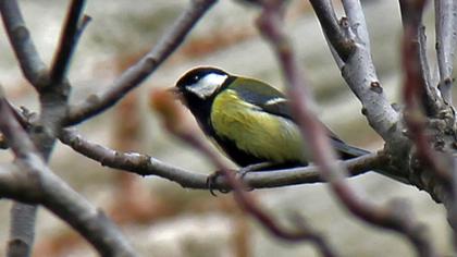 Great Tit