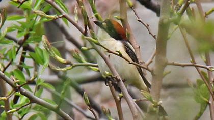 Kızılbaşlı örümcekkuşu