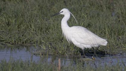 Küçük ak balıkçıl
