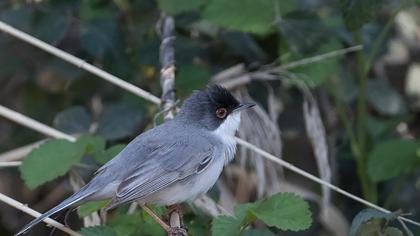 Pembegöğüslü ötleğen